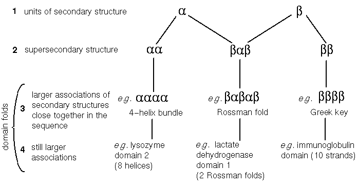 super secondary structure of protein