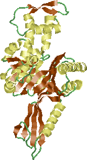 Cell Division Protein FtsA